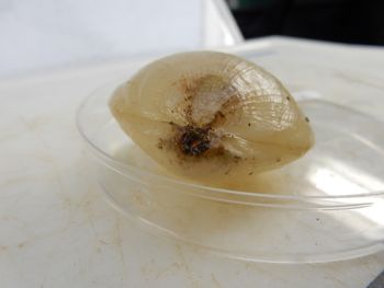 Media type: image;   Invertebrate Zoology 139304